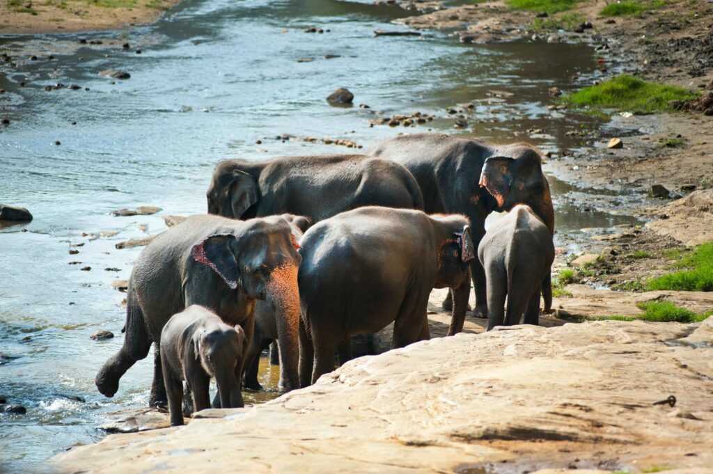 Family Safaris