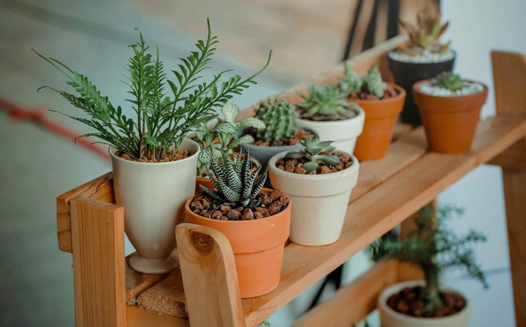 Plants