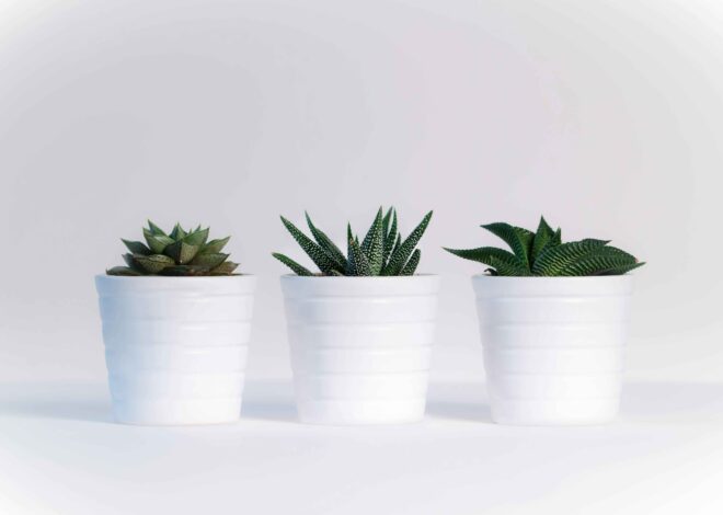 What Plants Grow Well in Las Vegas?